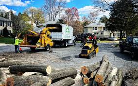 Best Tree Cabling and Bracing  in Boswell, PA
