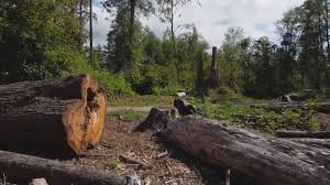 Boswell, PA Tree Removal Company