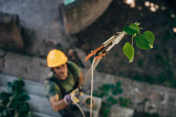 Best Leaf Removal  in Boswell, PA