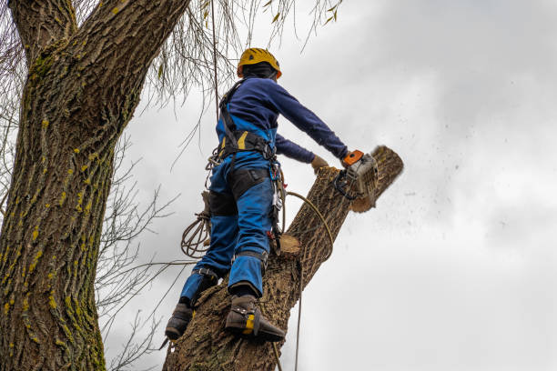 Best Palm Tree Trimming  in Boswell, PA