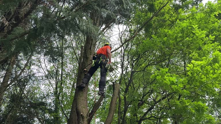 Best Tree Preservation Services  in Boswell, PA
