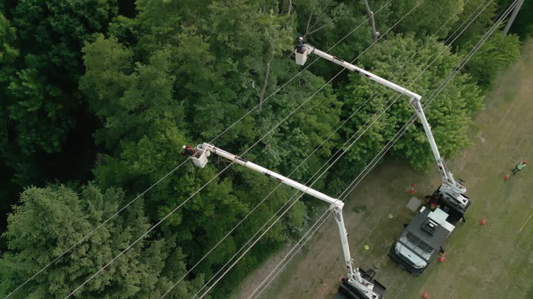 Best Tree Trimming and Pruning  in Boswell, PA