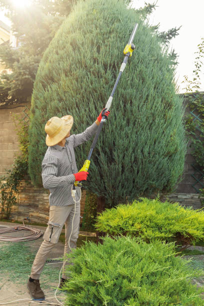 Best Tree Mulching  in Boswell, PA