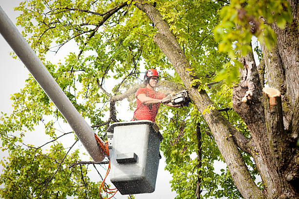 How Our Tree Care Process Works  in  Boswell, PA